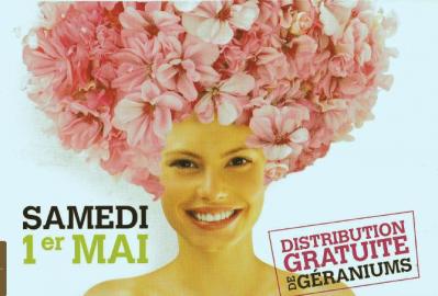 Geraniums